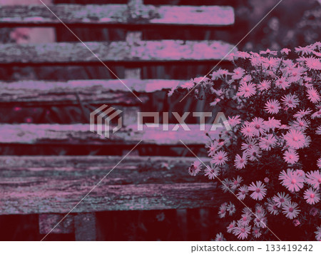 Rustic wooden bench with vibrant flowers in a garden setting. A charming scene of a weathered bench next to a cluster of blooming flower. Rustic wooden bench with vibrant flowers in a garden setting. A charming scene of a weathered bench next to a cluster of blooming flower. 133419242