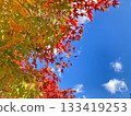 Looking up at autumn leaves and blue sky 133419253