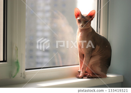 Sphynx cat sitting by the window. A beautiful Sphynx cat is illuminated by sunlight while sitting on a windowsill. The cat has a unique appearance, and the background is blurred. Hairless adult cat. 133419321