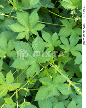 卡納姆古拉(一種引起秋季花粉熱的植物) 卡納姆古拉(一種引起秋季花粉熱的植物) 133419339