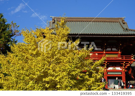 神奈川縣鎌倉鶴岡八幡宮風景 133419395
