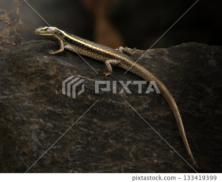 Eastern Water Skink Eastern Water Skink 133419399