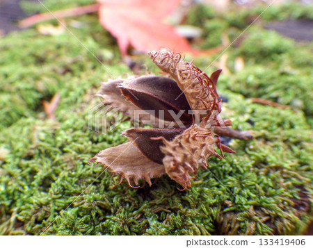 Beech fruit 133419406