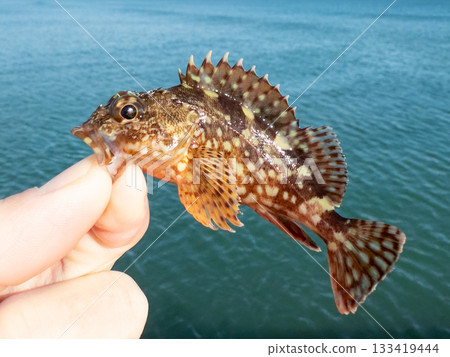 Close-up of a freshly caught rockfish Close-up of a freshly caught rockfish 133419444