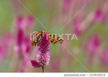 A northern admiral butterfly resting on a lily of the valley flower 133419515