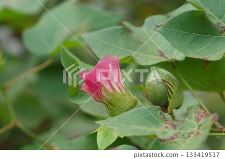 粉紅色的棉花 粉紅色的棉花 133419517