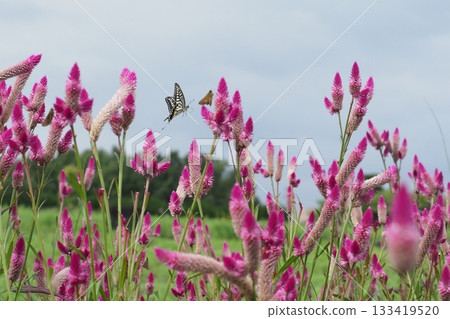 Swallowtail butterfly and sorrel flower 133419520