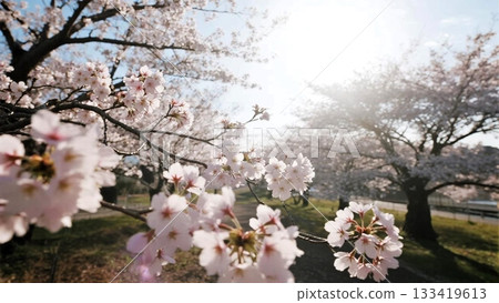 Cherry blossom landscape close-up Cherry blossom landscape close-up 133419613