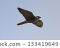 Peregrine Falcon hunting on the coast 133419649
