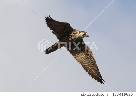 Peregrine Falcon hunting on the coast 133419650