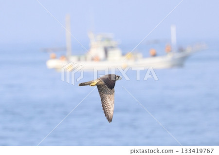 Peregrine Falcon hunting on the coast Peregrine Falcon hunting on the coast 133419767