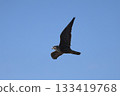 Peregrine Falcon hunting on the coast 133419768