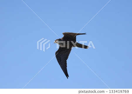 Peregrine Falcon hunting on the coast Peregrine Falcon hunting on the coast 133419769