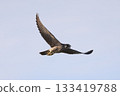 Peregrine Falcon hunting on the coast 133419788