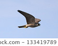 Peregrine Falcon hunting on the coast 133419789