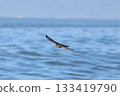 Peregrine Falcon hunting on the coast 133419790