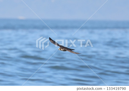 Peregrine Falcon hunting on the coast 133419790