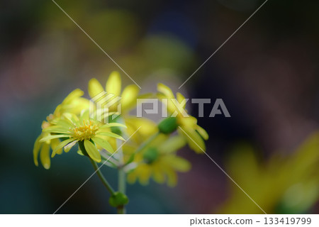 黃色山茶花 133419799