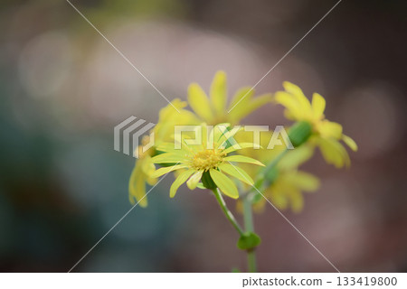 Yellow camellia flower 133419800