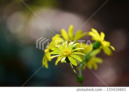 Yellow camellia flower 133419801