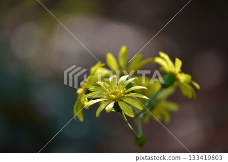 黃色山茶花 黃色山茶花 133419803