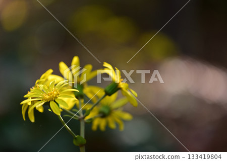 黃色山茶花 133419804