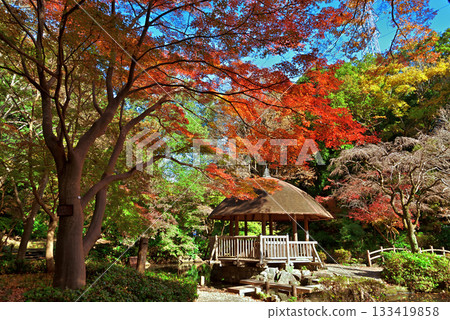 川崎市宮前區秋季東高根森林公園 133419858