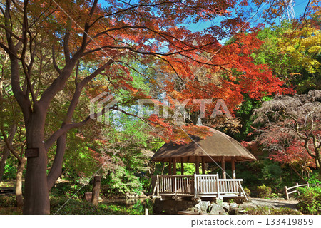 川崎市宮前區秋季東高根森林公園 川崎市宮前區秋季東高根森林公園 133419859