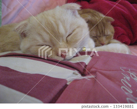 Cats with co-sleeping Cats with co-sleeping 133419881