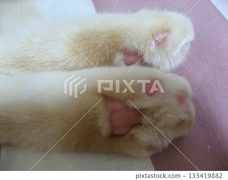 Cat's paws Cat's paws 133419882