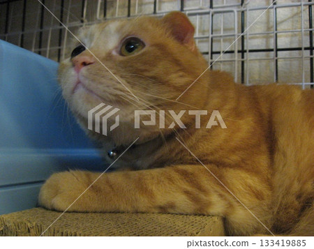 A cat looking up A cat looking up 133419885