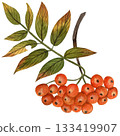 Rowan red ripe branch and berries and green leaves. Handmade watercolor autumn illustration on a white background. For printing on fabric, tableware, packaging 133419907