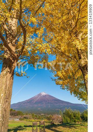 Yellow ginkgo trees and Mt. Fuji from Autumn Shiraito Natural Park Yellow ginkgo trees and Mt. Fuji from Autumn Shiraito Natural Park 133419909