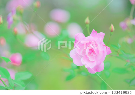 玫瑰 玫瑰 133419925