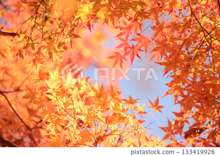 Momiji who changed leaves Momiji who changed leaves 133419926