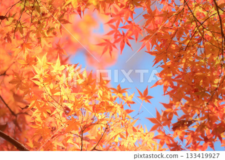 Momiji who changed leaves 133419927