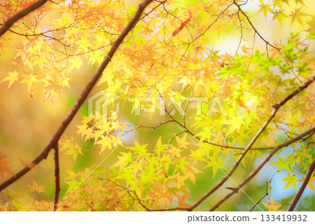 Momiji who changed leaves Momiji who changed leaves 133419932