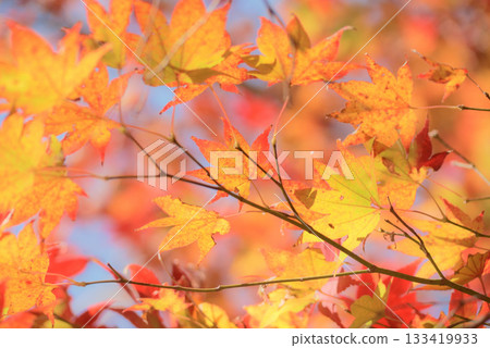 Momiji who changed leaves Momiji who changed leaves 133419933