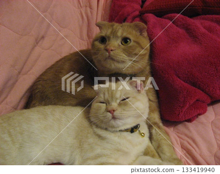 Good friends cat brothers Good friends cat brothers 133419940