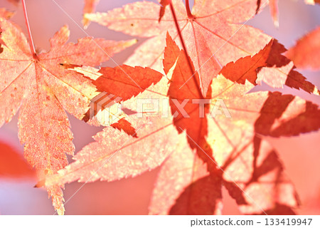 Autumn leaves background material Autumn leaves background material 133419947