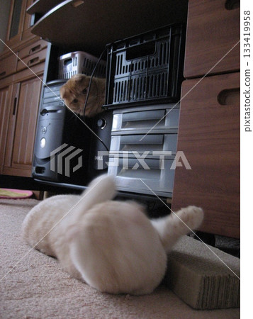 fighting cat fighting cat 133419958