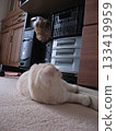 Lying cat Lying cat 133419959