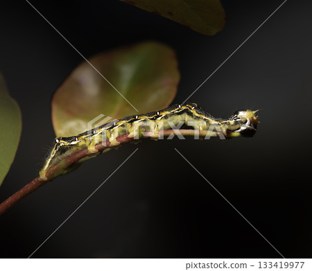Poinciana Looper caterpillar Poinciana Looper caterpillar 133419977