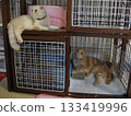 Cats relaxing in a two-story cage Cats relaxing in a two-story cage 133419996