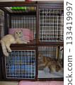 Cats relaxing in a two-story cage Cats relaxing in a two-story cage 133419997