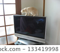 Cat on TV Cat on TV 133419998