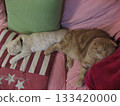 Sleeping cats Sleeping cats 133420000