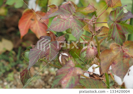 棉花樹已成熟待收。 133420004