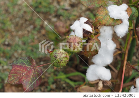 棉花樹已成熟待收。 133420005