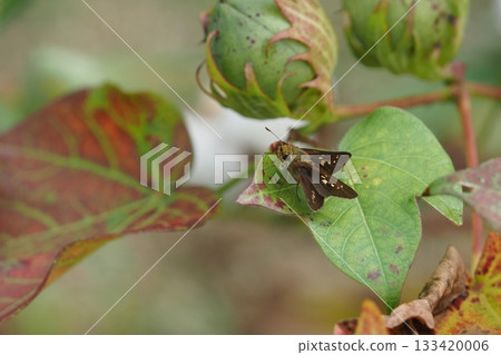 棉口蝮和弄蝶 133420006